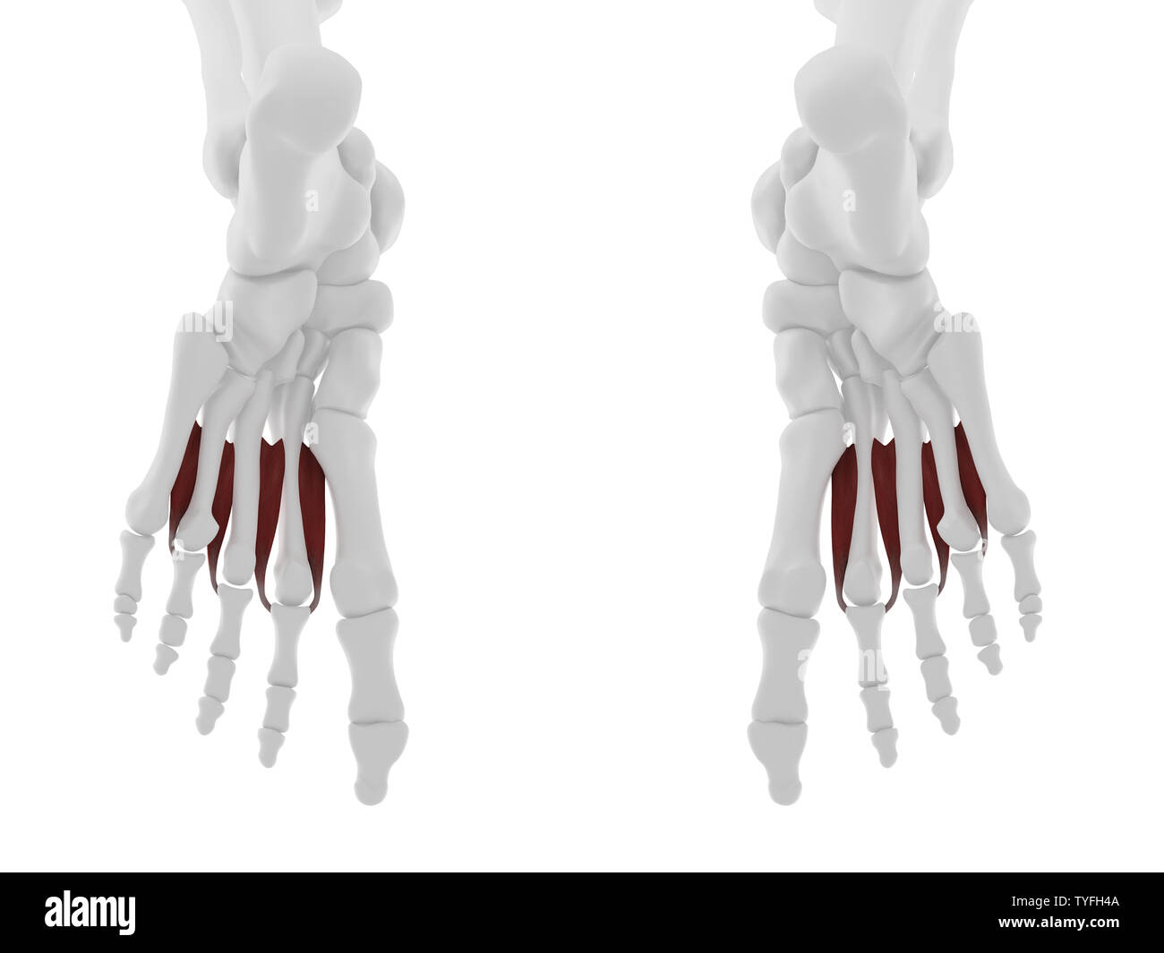 3D-gerenderte Medizinisch genaue Abbildung der Dorsal Interosseous Stockfoto