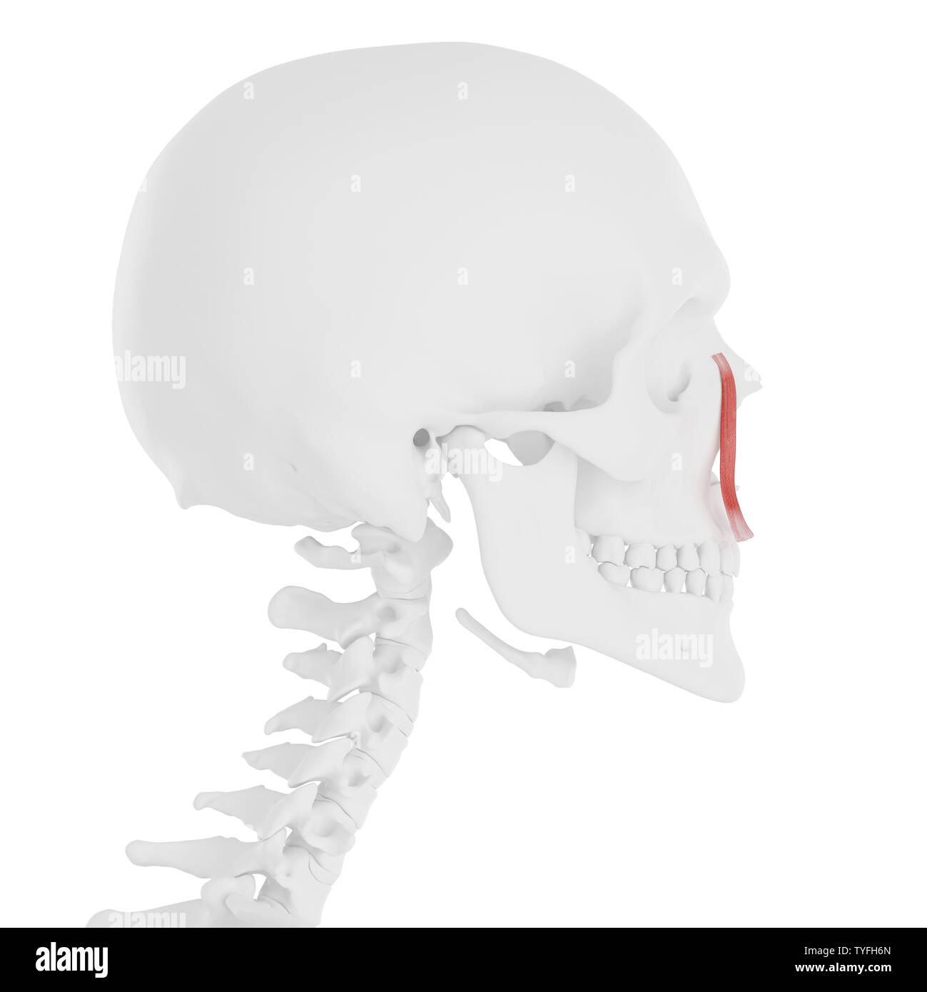 3D-gerenderte Medizinisch genaue Abbildung der levator labii superioris alaeque nasi Stockfoto