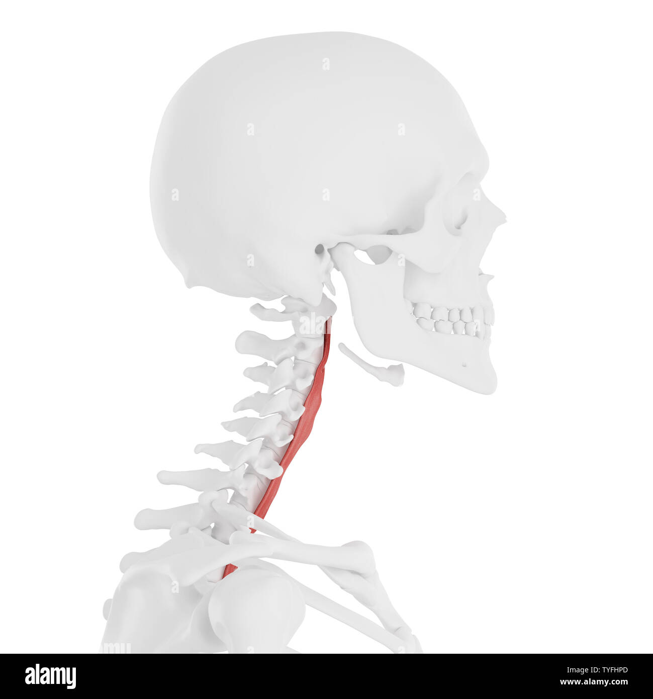 3D-gerenderte Medizinisch genaue Abbildung der Longus Colli Stockfoto