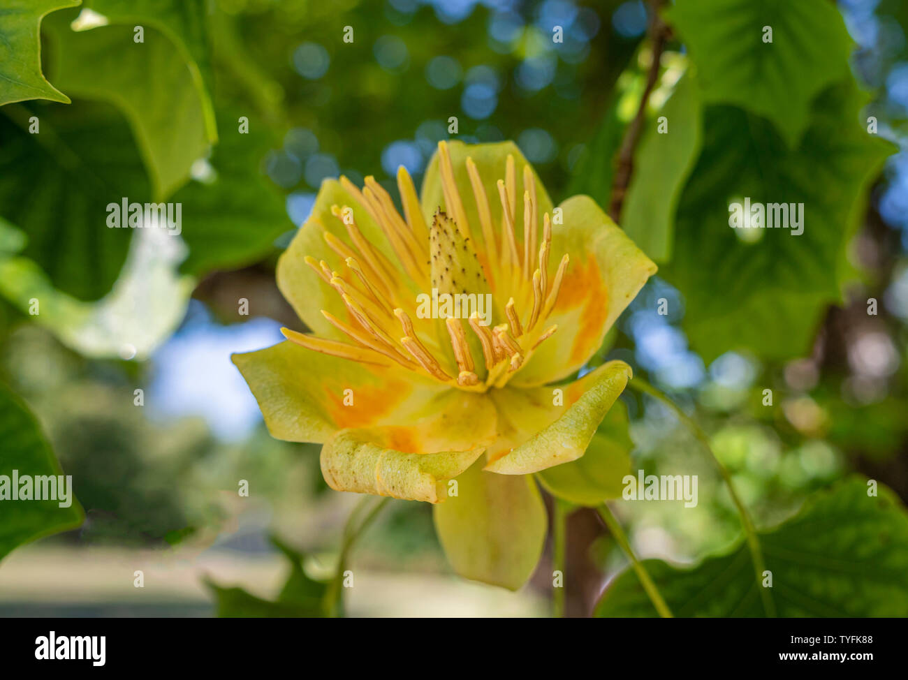 Blume von Tulpenbaum (Liriodendron tulipifera), Bayern, Deutschland, Europa Stockfoto