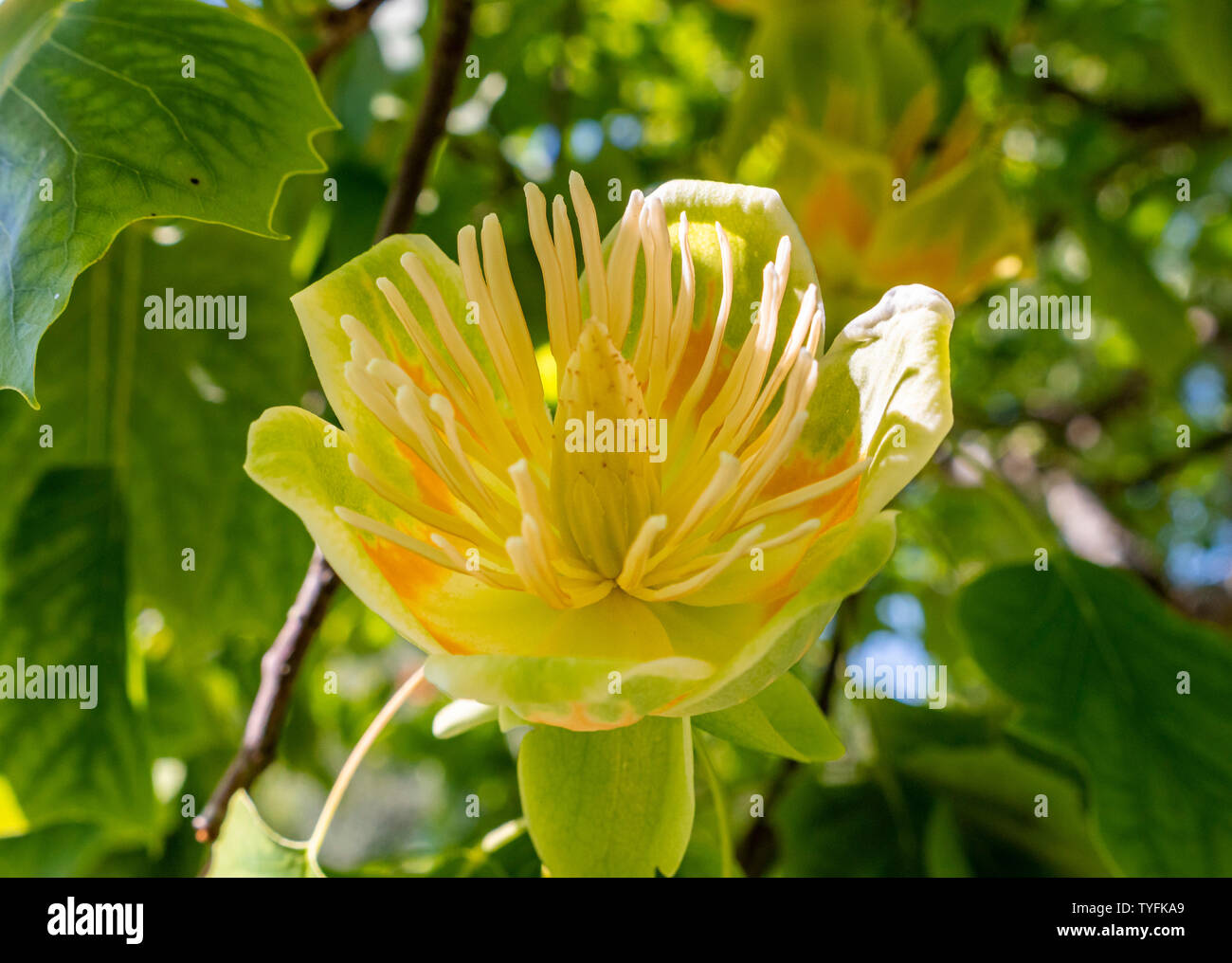 Blume von Tulpenbaum (Liriodendron tulipifera), Bayern, Deutschland, Europa Stockfoto
