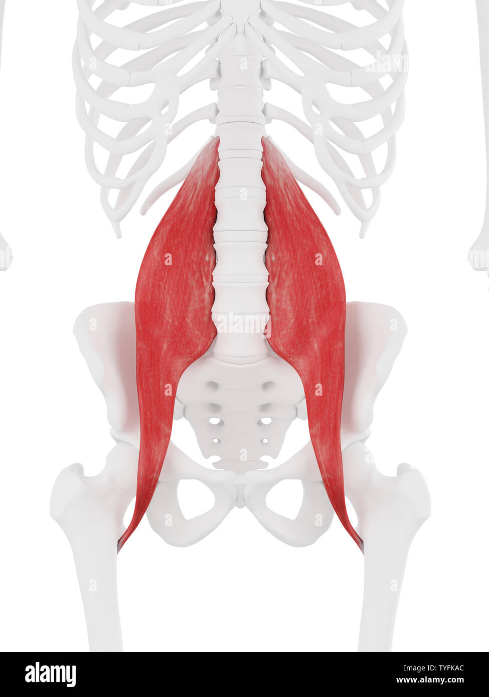 3D-gerenderte Medizinisch genaue Abbildung der Psoas Major Stockfoto