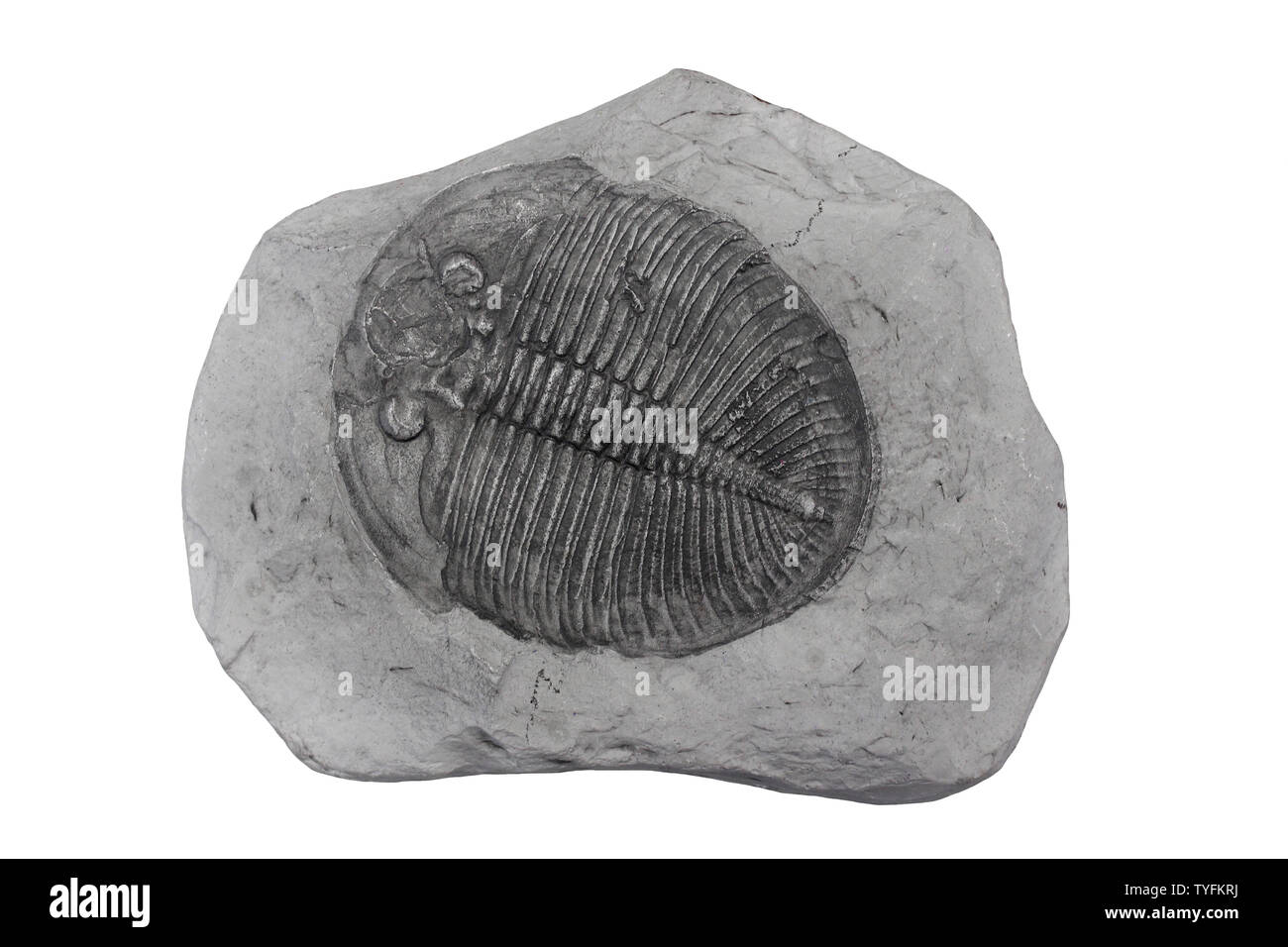 Trilobit Ogygiocarella angustissima (Ogygites angustissima) - ordovizium - Builth Wells, Powys, Wales Stockfoto