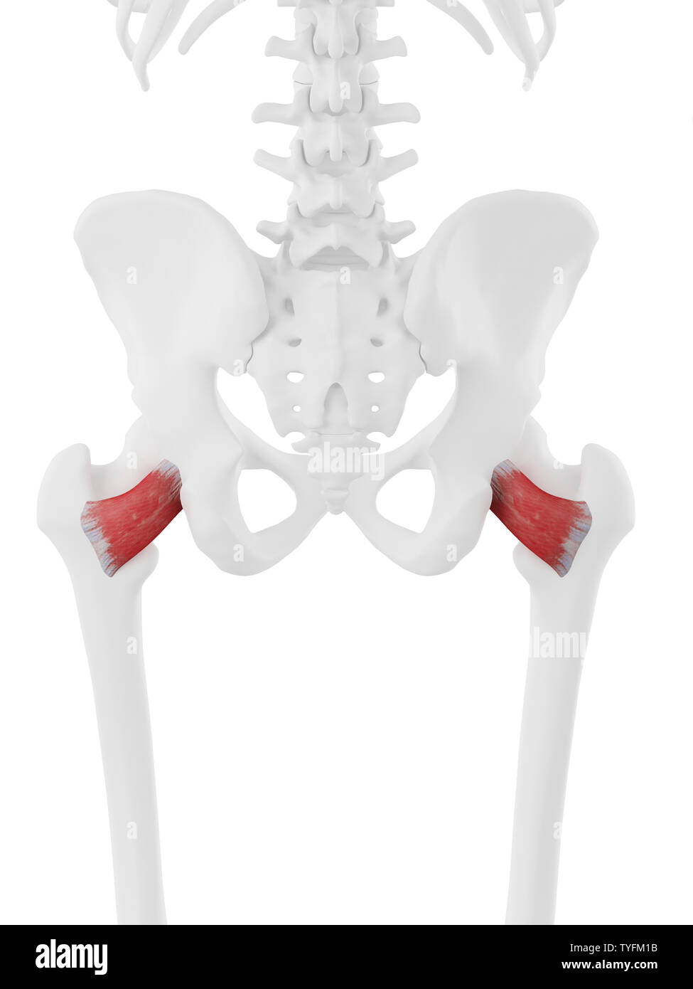 Quadratus femoris muscle Fotos und Bildmaterial in hoher Auflösung