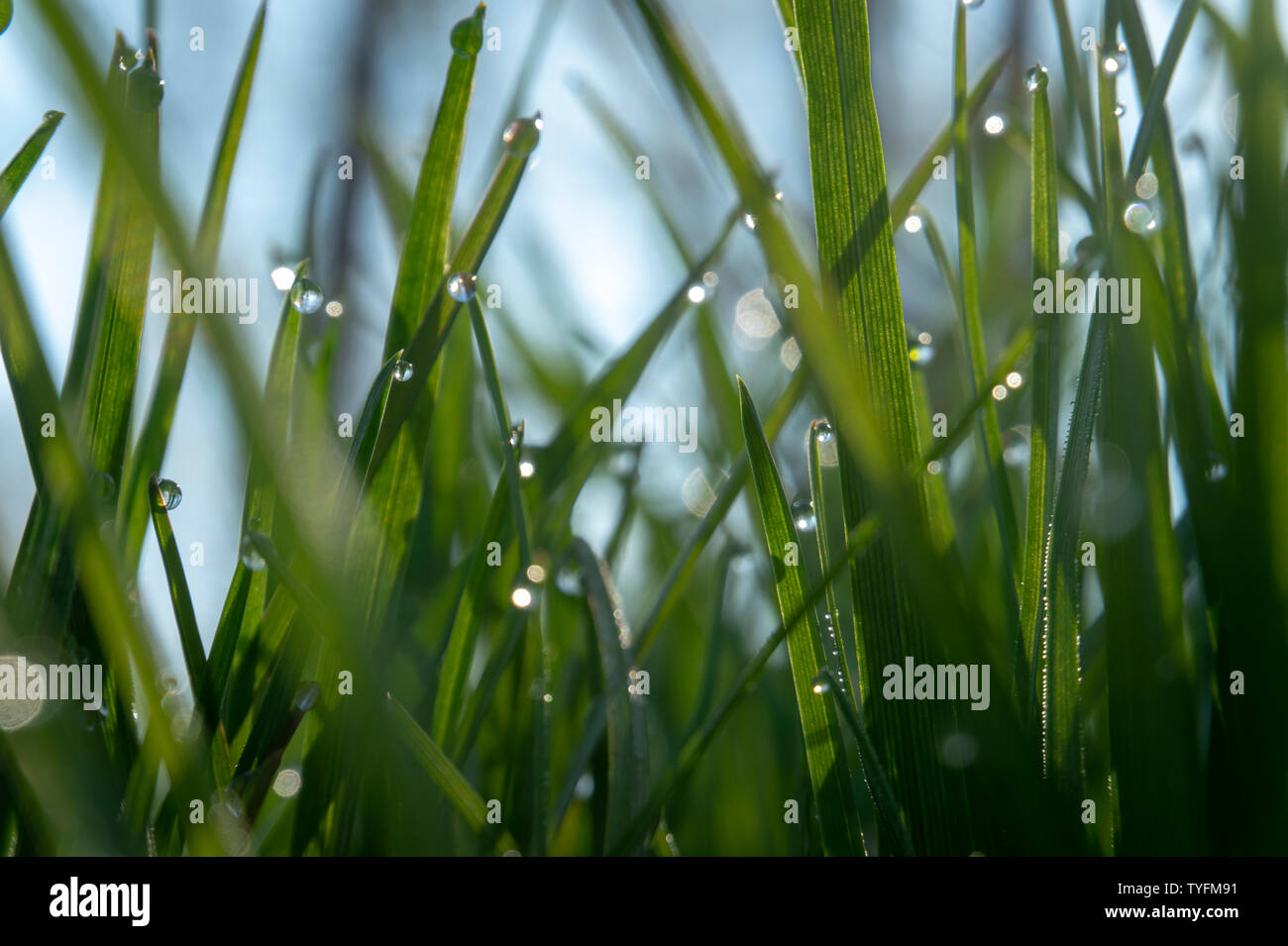 Morgentau auf Gras, Blätter, Wassertropfen, Bokeh Stockfoto