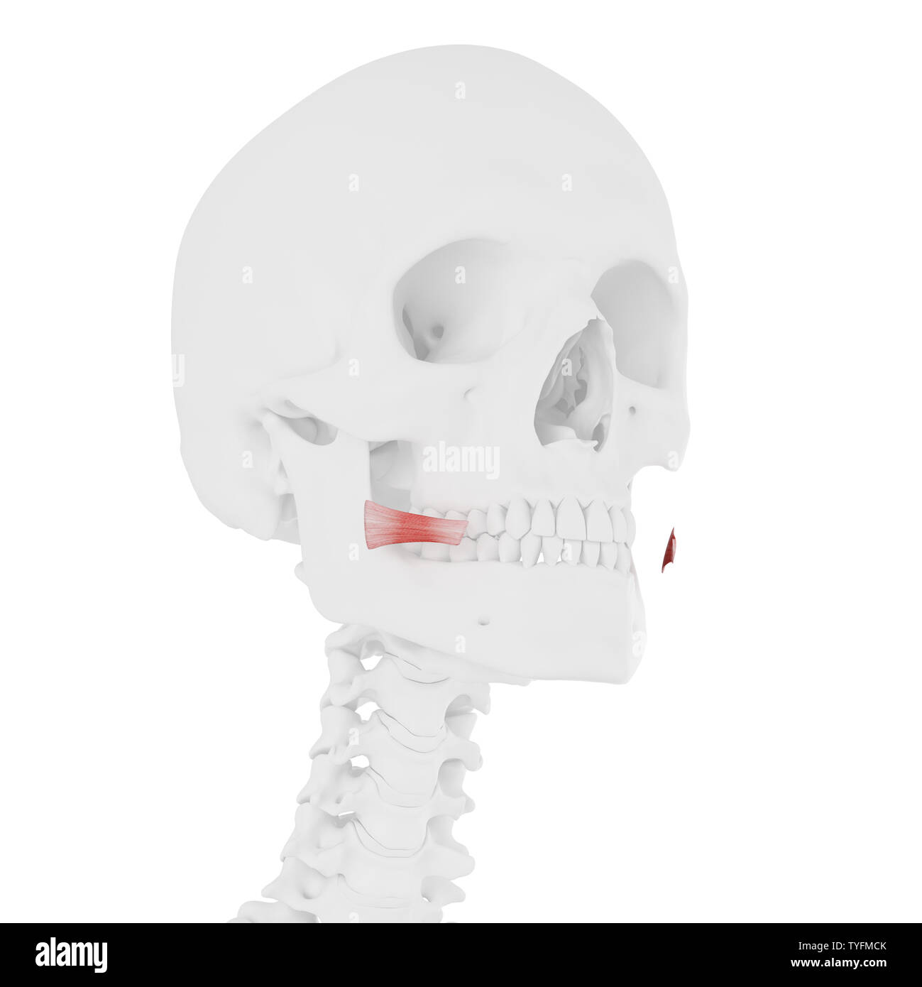 3D-gerenderte medizinisch genauen Abbildung des Risorius Stockfoto