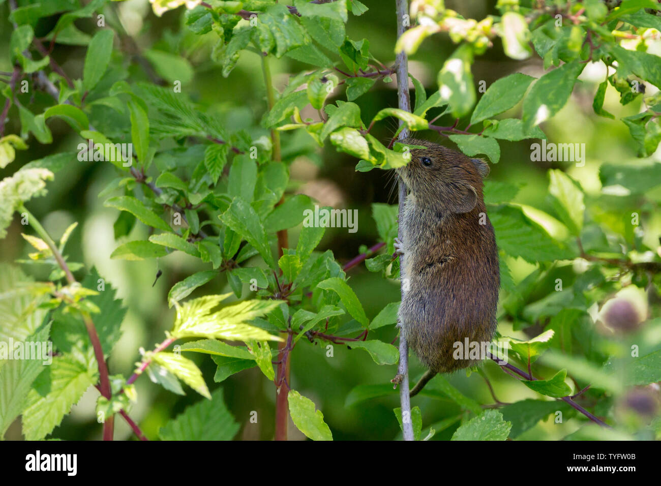 Bank vole (Clethrionomys glareolus) in kleinen Bäumen und Büschen in der Nähe von einem kleinen Fluss suchen. Rötlich-braunen Fell kleine Ohren und mittlerer Länge behaarten Schwanz Stockfoto