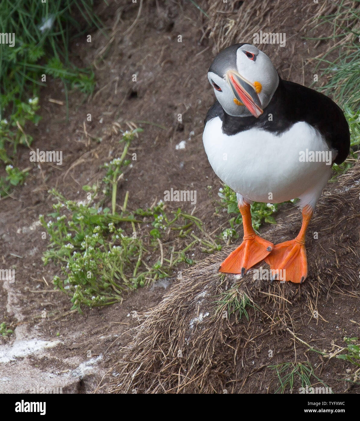 Papageitaucher an Fowlesheugh Stockfoto