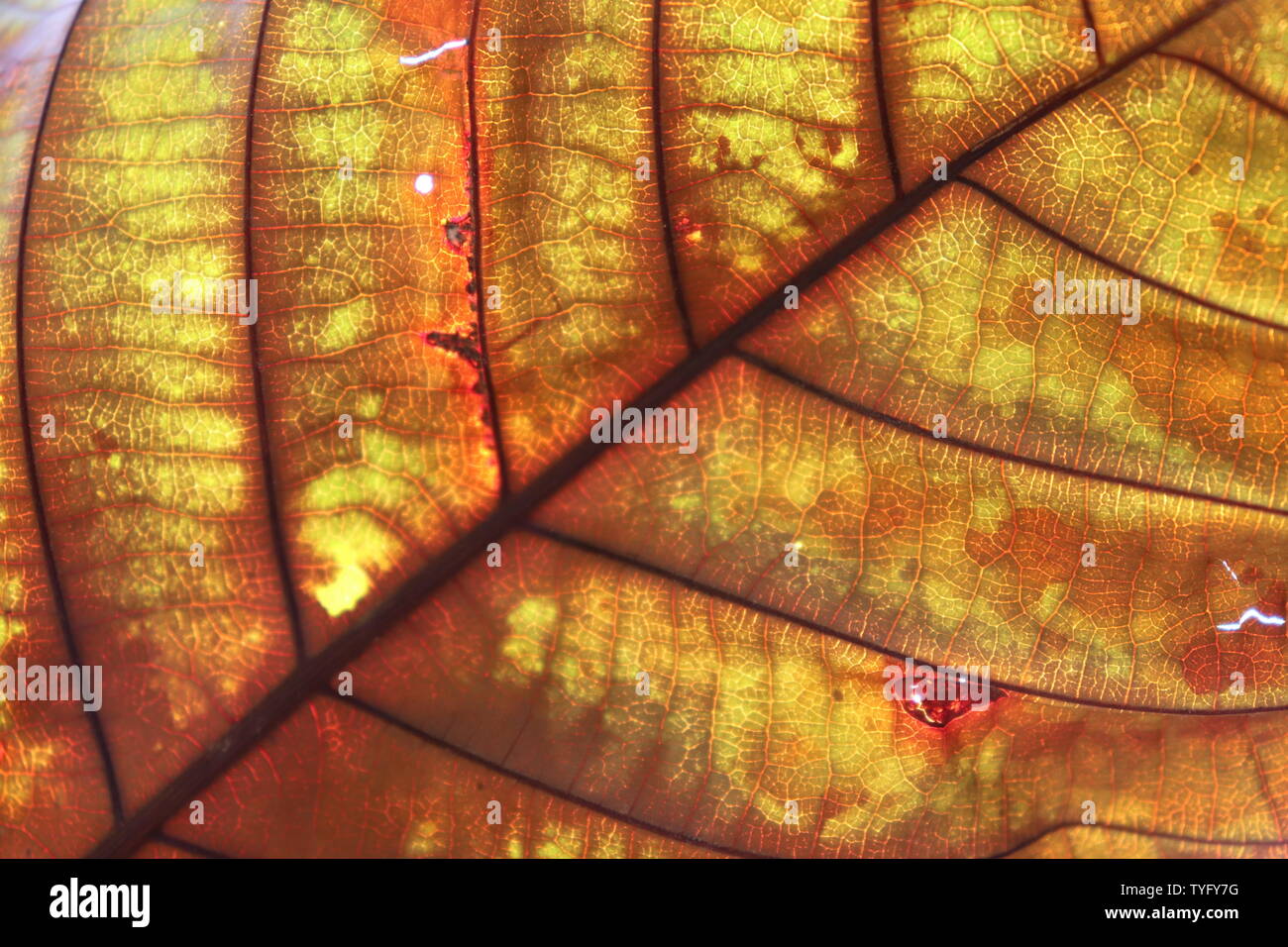 Fibre Motiv der teak Baum Blätter. Stockfoto