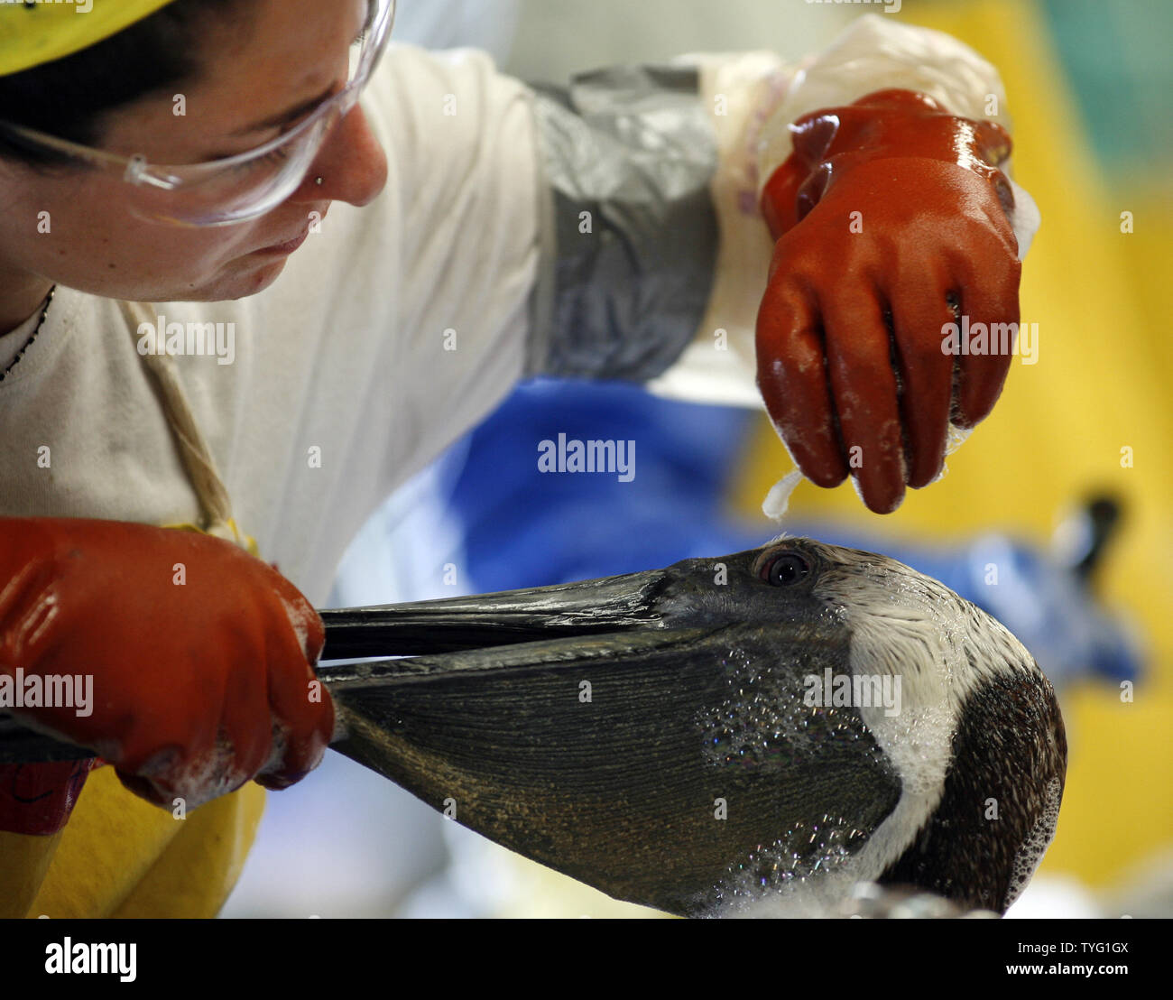 Arbeiten mit Sorgfalt, Cassan Bulaski Reinigt rund um die Augen, der Braune Pelikan zu einem Rescue Center von der International Bird Rescue Research Center in Buras, Louisiana, 7. Juni 2010 gesetzt. Der Vogel, in Öl aus der Deepwater Horizon Unfall, wurde gereinigt und wird freigegeben. Öl leckt, in den Golf von Mexiko über einen Monat, da eine massive Explosion auf der BP-Bohrinsel Deepwater Horizon. UPI/A.J. Sisco.... Stockfoto