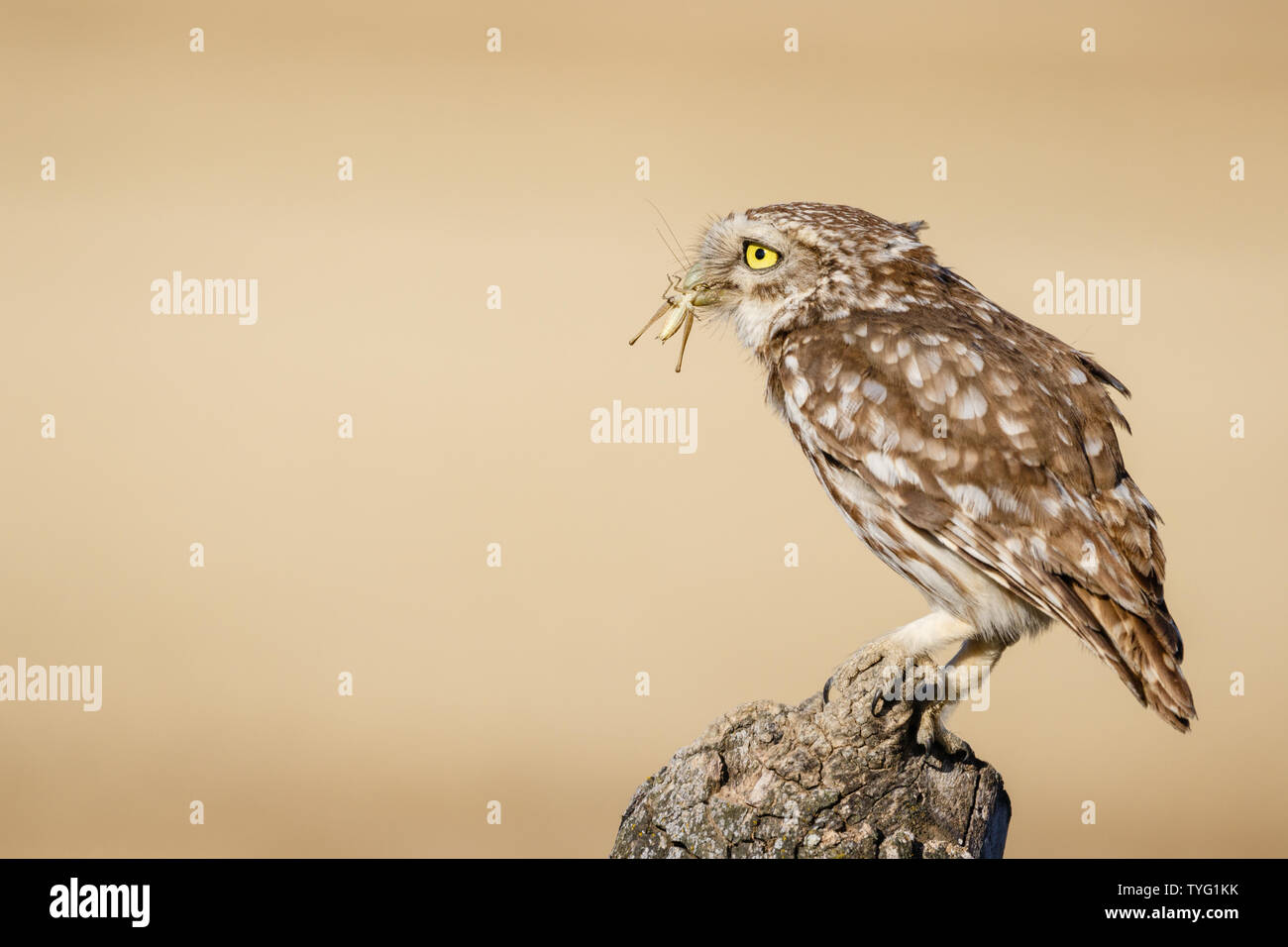 Nach Steinkauz (Athene noctua), die auf dem Trunk mit einer Beute, Lleida, Katalonien, Spanien Stockfoto