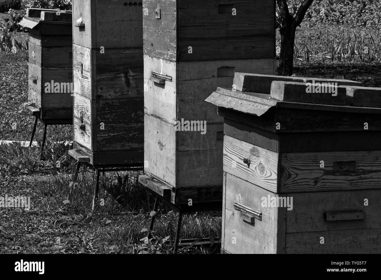 Bienen in offenen Biene Bienenstock-box Stockfoto