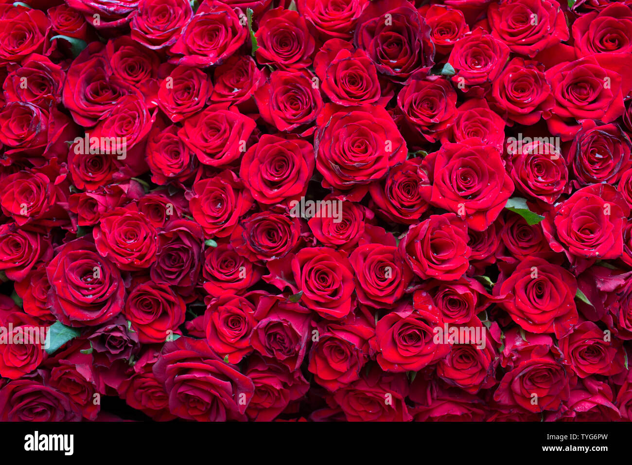 Wand rote Rosen, tausend Blumen, Hintergrund, Textur von Rosen Stockfoto