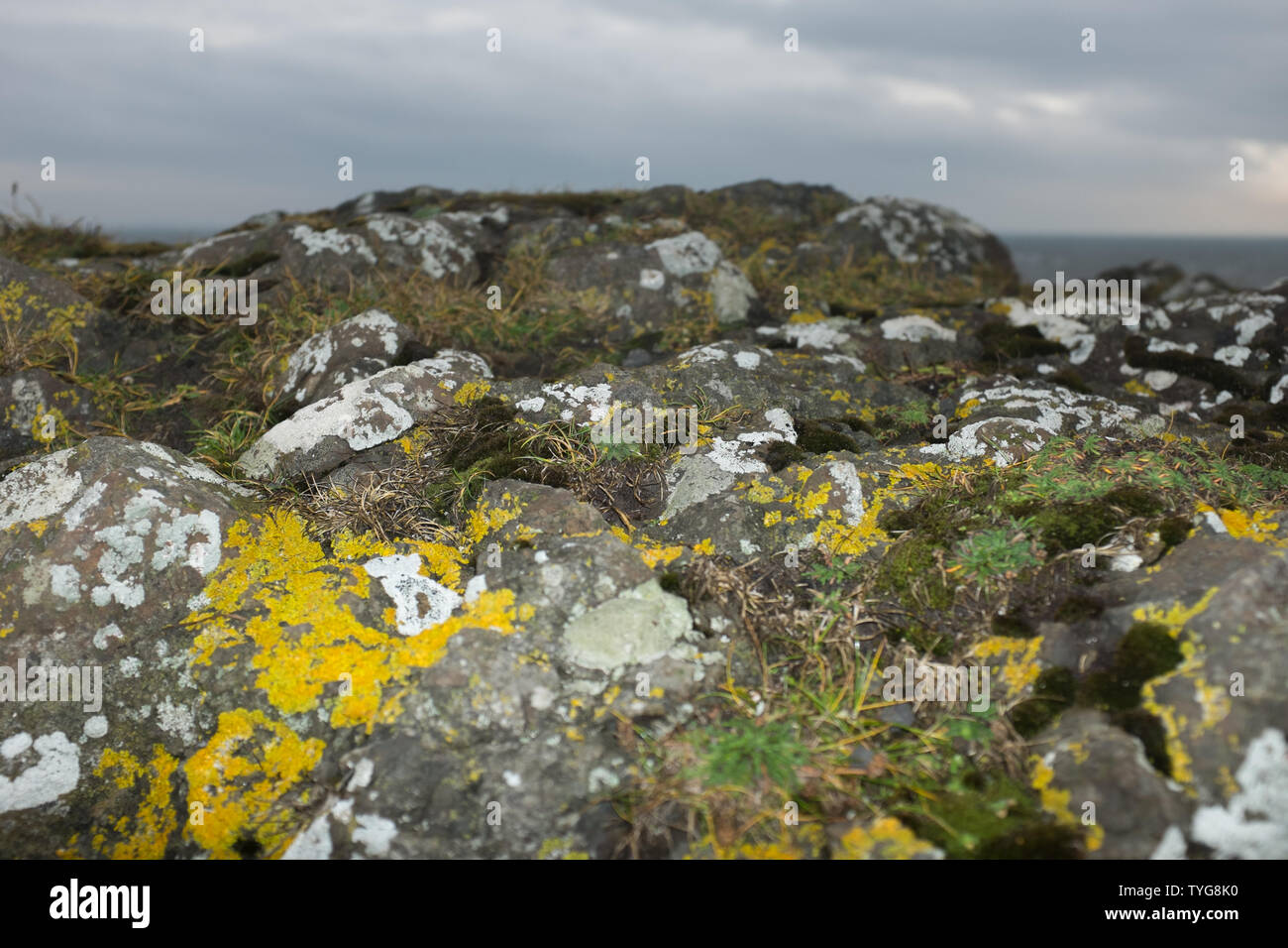 Gelbe Flechten und Moos bedeckt Felsen entlang der Fife Coastal Path, Elie, Essen Neuk, Fife, Schottland. Stockfoto
