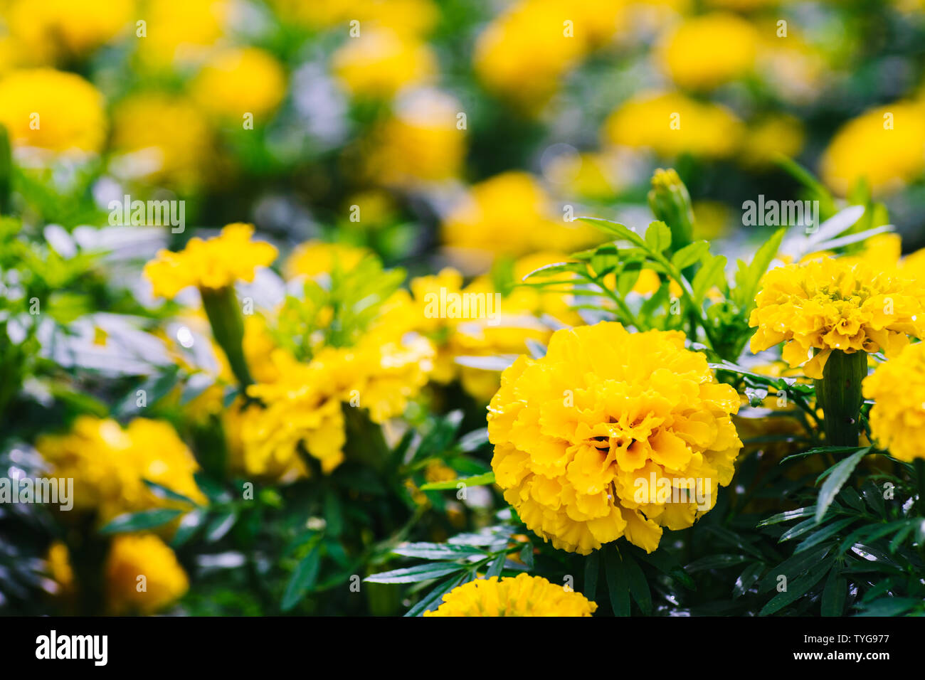 Ein blumenbeet der Ringelblume gelbe Blume (Tagetes erecta, mexikanische Ringelblume, Aztec Ringelblume, afrikanische Ringelblume), Bunt von ringelblumen auf der Plantage g Stockfoto