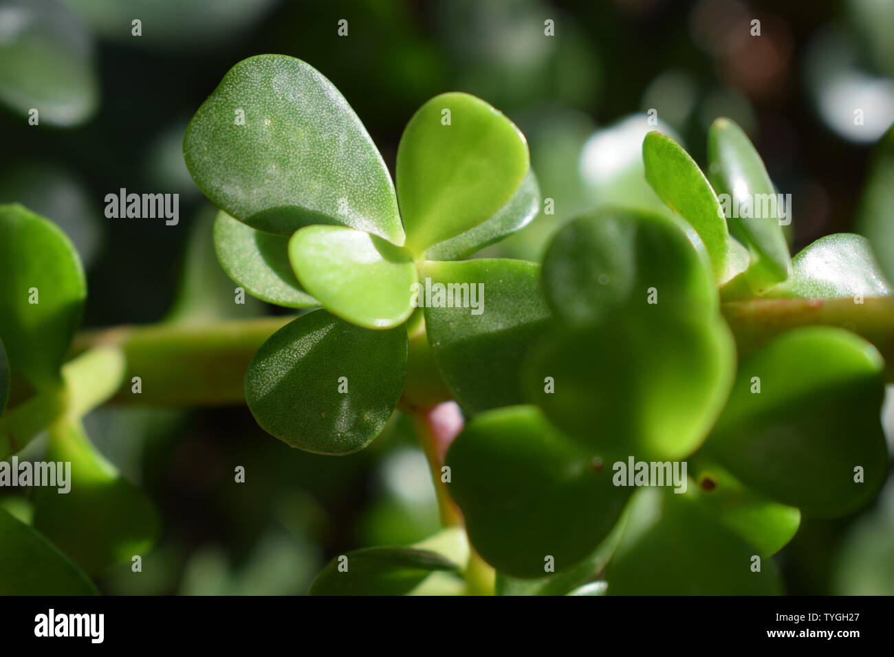 Makro Foto, grün Fett Pflanze in der Sonne. Botanik Hintergrund Stockfoto