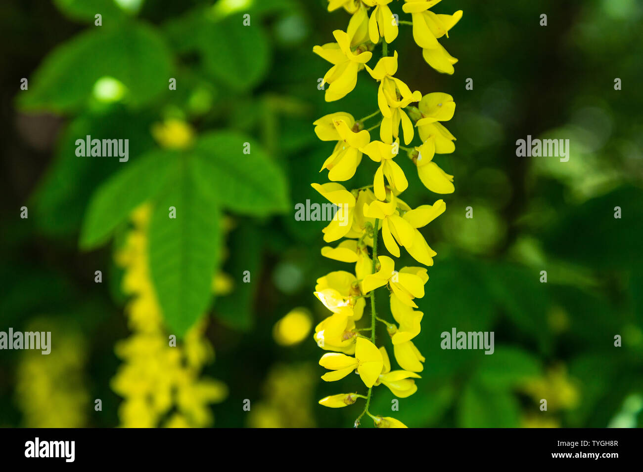 Blüte Laburnum anagyroides Akazie Stockfoto
