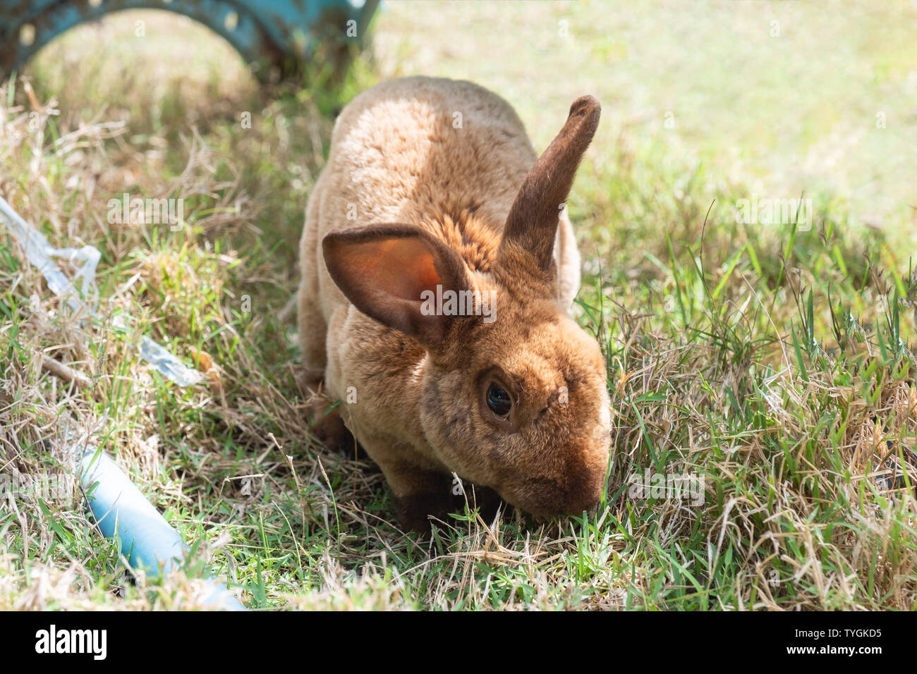 Kleine shaggy braun Kaninchen auf Gras im Stall Stockfoto