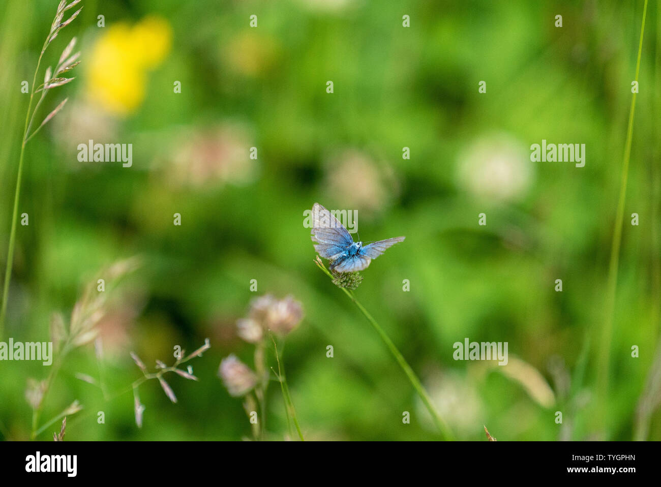 Adonis Blauer Schmetterling auf Blüte, Wiltshire GROSSBRITANNIEN Stockfoto