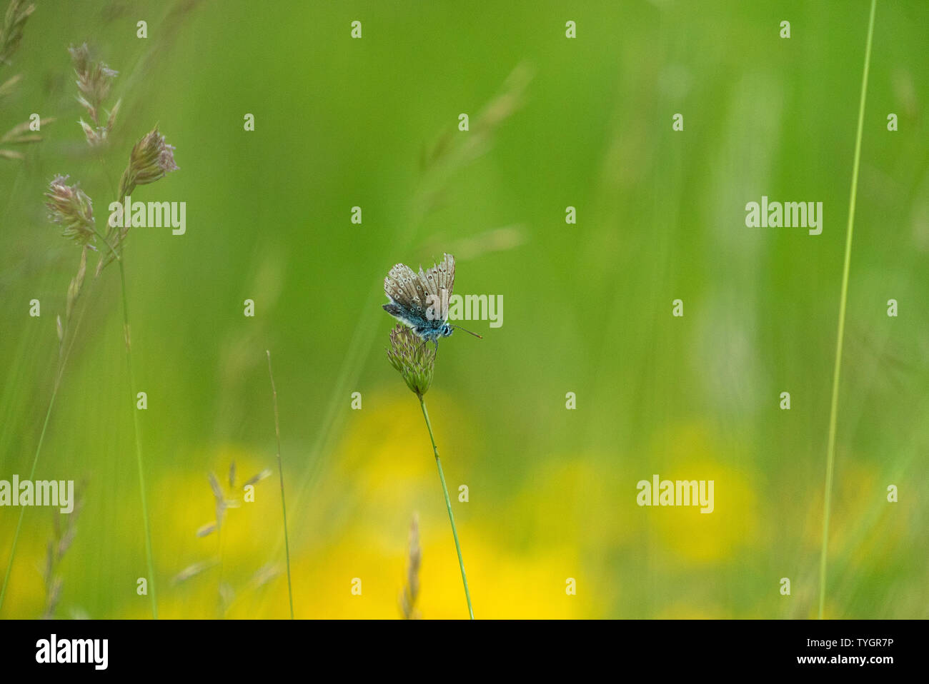 Adonis Blauer Schmetterling auf Blüte, Wiltshire GROSSBRITANNIEN Stockfoto