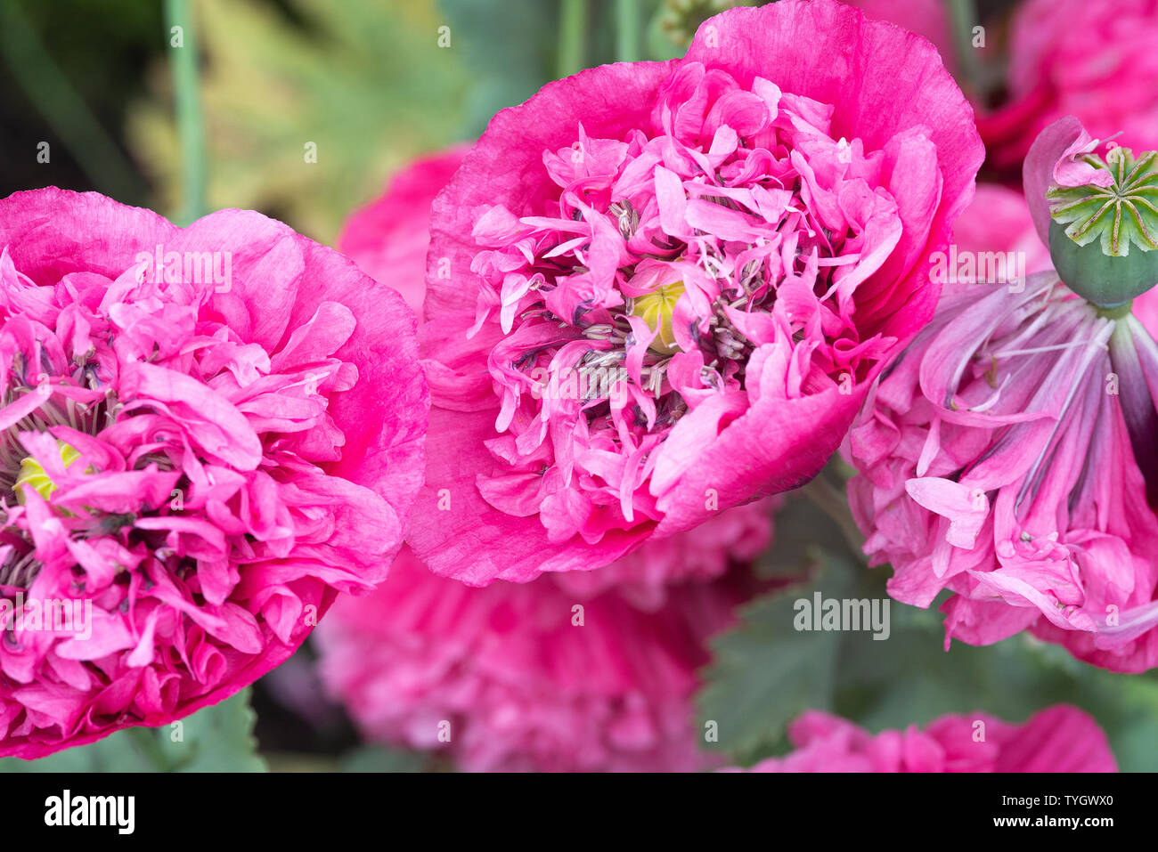 Eine Nahaufnahme der Schönen Rosa Doppel Schlafmohn Blumen in voller Blüte in einem Garten in Alsager Cheshire England Vereinigtes Königreich Großbritannien Stockfoto