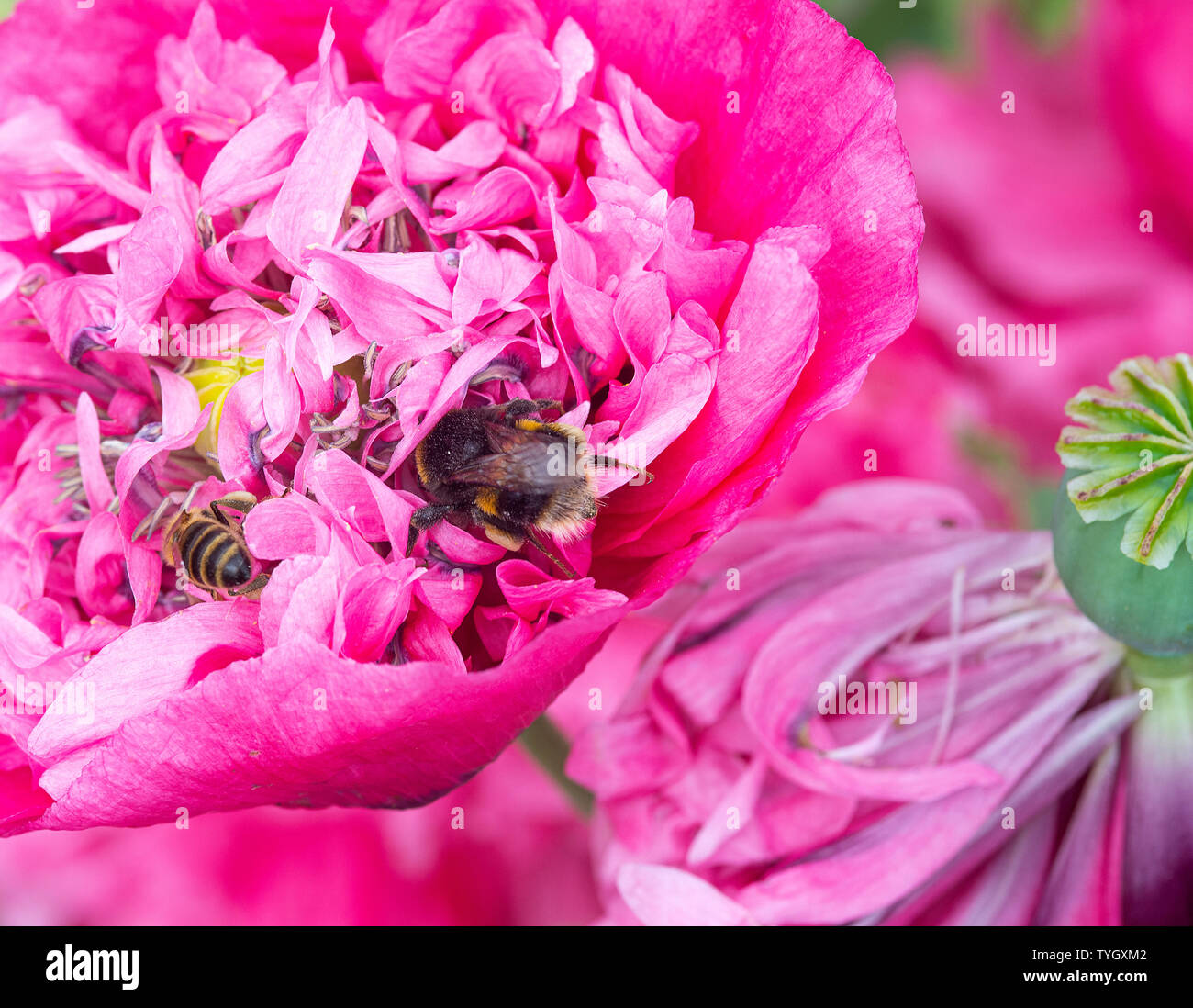 Eine Honigbiene und Bumble-Bee auf der Suche nach Essen auf einem Rosa Doppel Opium Poppy Flower in einem Garten in Alsager Cheshire England Vereinigtes Königreich Großbritannien Stockfoto