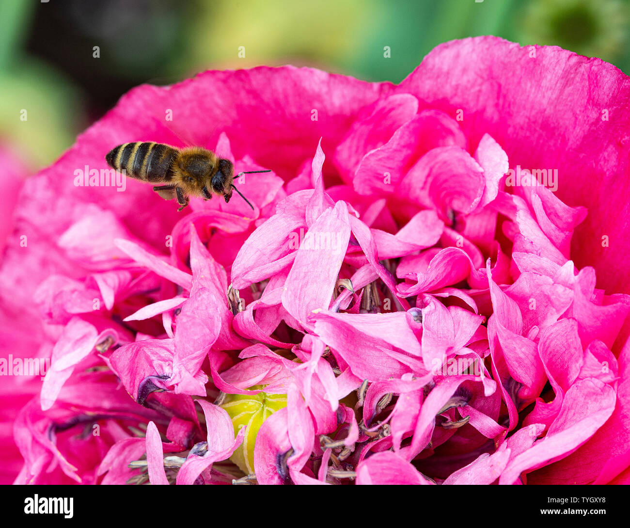 Eine Honigbiene auf der Suche nach Essen auf einem Rosa Doppel Opium Poppy Flower in einem Garten in Alsager Cheshire England Vereinigtes Königreich Großbritannien Stockfoto