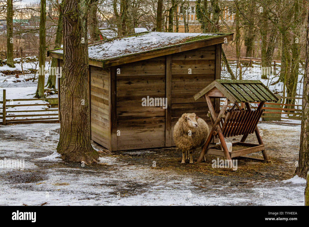 Traditionelle hardy Rasse der Schafe im Freilichtmuseum Skansen, Stockholm, Schweden. Januar 2019. Stockfoto