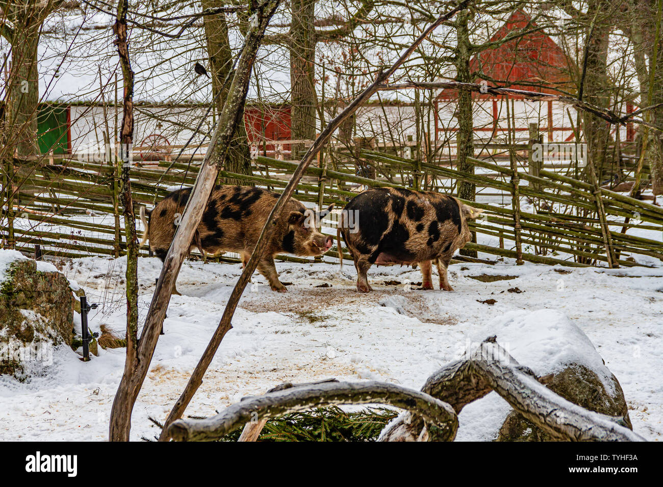 Traditionelle Rasse von Schweinen im Schnee am Freilichtmuseum Skansen, Stockholm, Schweden. Januar 2019. Stockfoto
