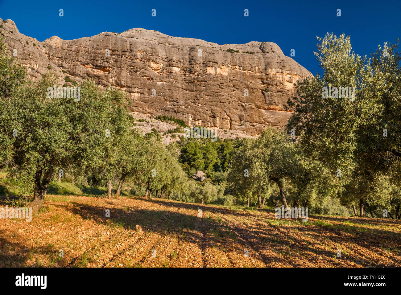 Les Gronses massiv, Olivenhain an Barranc de Vall d'Uixo, im Parque Natural Dels Ports, Katalonien, Spanien Stockfoto