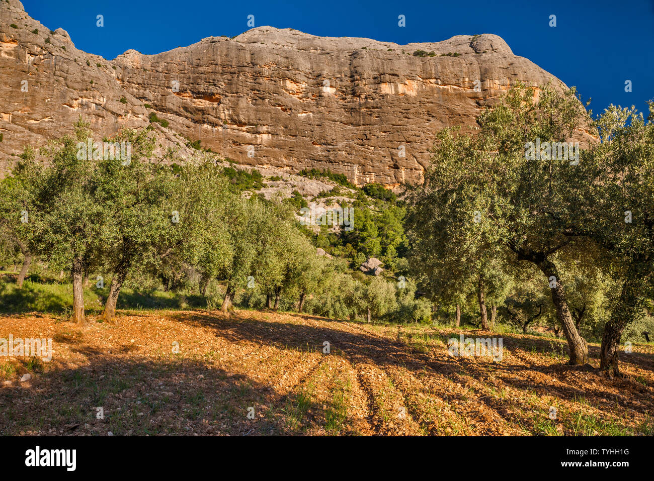 Les Gronses massiv, Olivenhain an Barranc de Vall d'Uixo, im Parque Natural Dels Ports, Katalonien, Spanien Stockfoto