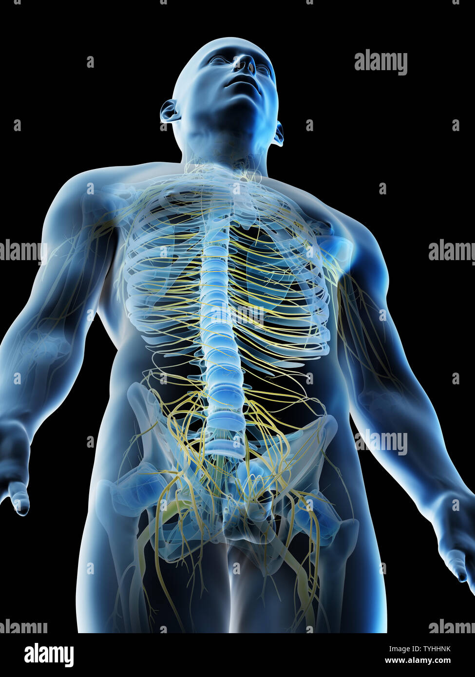 3D-Darstellung eines mans Nerven der oberen Karosserie Stockfoto