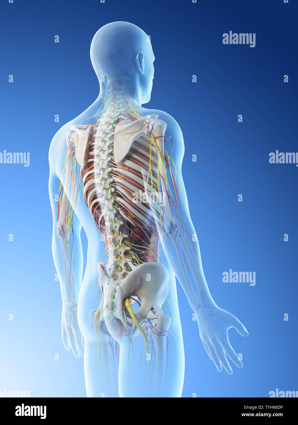 Mann anatomie innere organe rücken -Fotos und -Bildmaterial in hoher ...