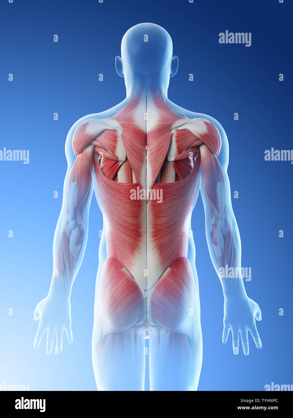 Mann Anatomie Innere Organe Rücken Stockfotos und -bilder Kaufen - Alamy