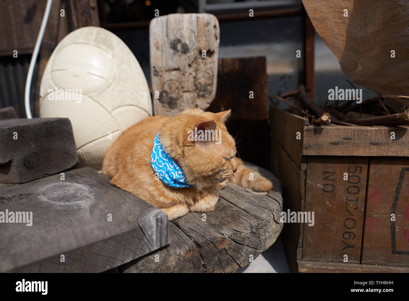 Fette Katze mit blauen Halstuch am Tokoname Töpferei Fußweg ruht, in der Nähe von Nagoya Chubu Centrair Flughafen entfernt. Stockfoto