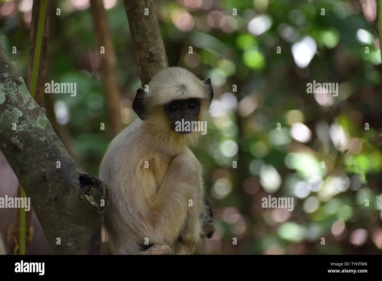 Little Monkey Standortwahl auf dem Baum Stockfoto