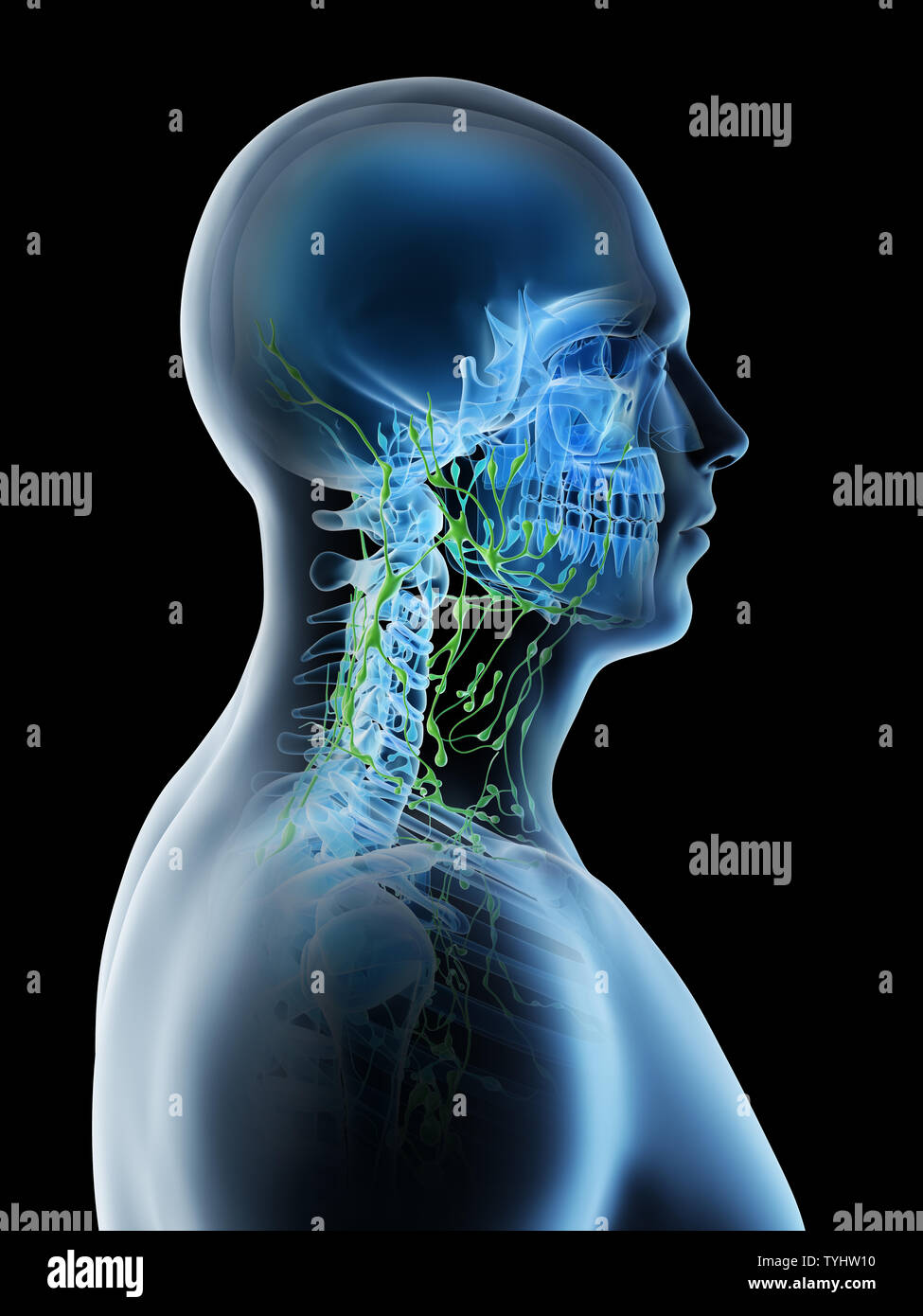 3D-Darstellung eines mans Lymphknoten des Halses Stockfoto