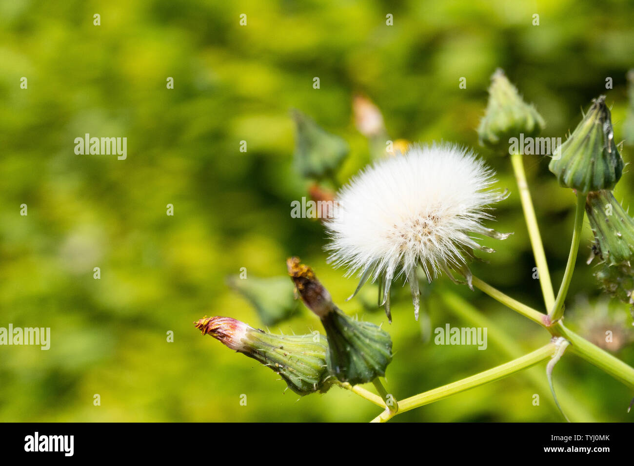 Nahaufnahme von einem weißen Blüte, die im Sonnenlicht - Makro Stockfoto