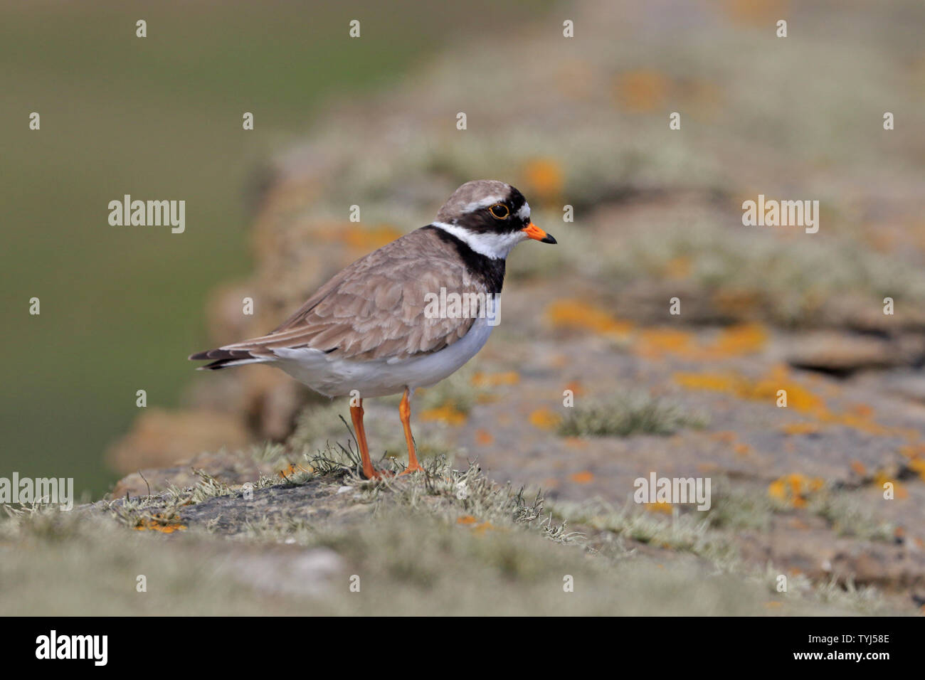 Kibitze auf einem trockenmauern Wand an Papa Westray Orkney Schottland Stockfoto