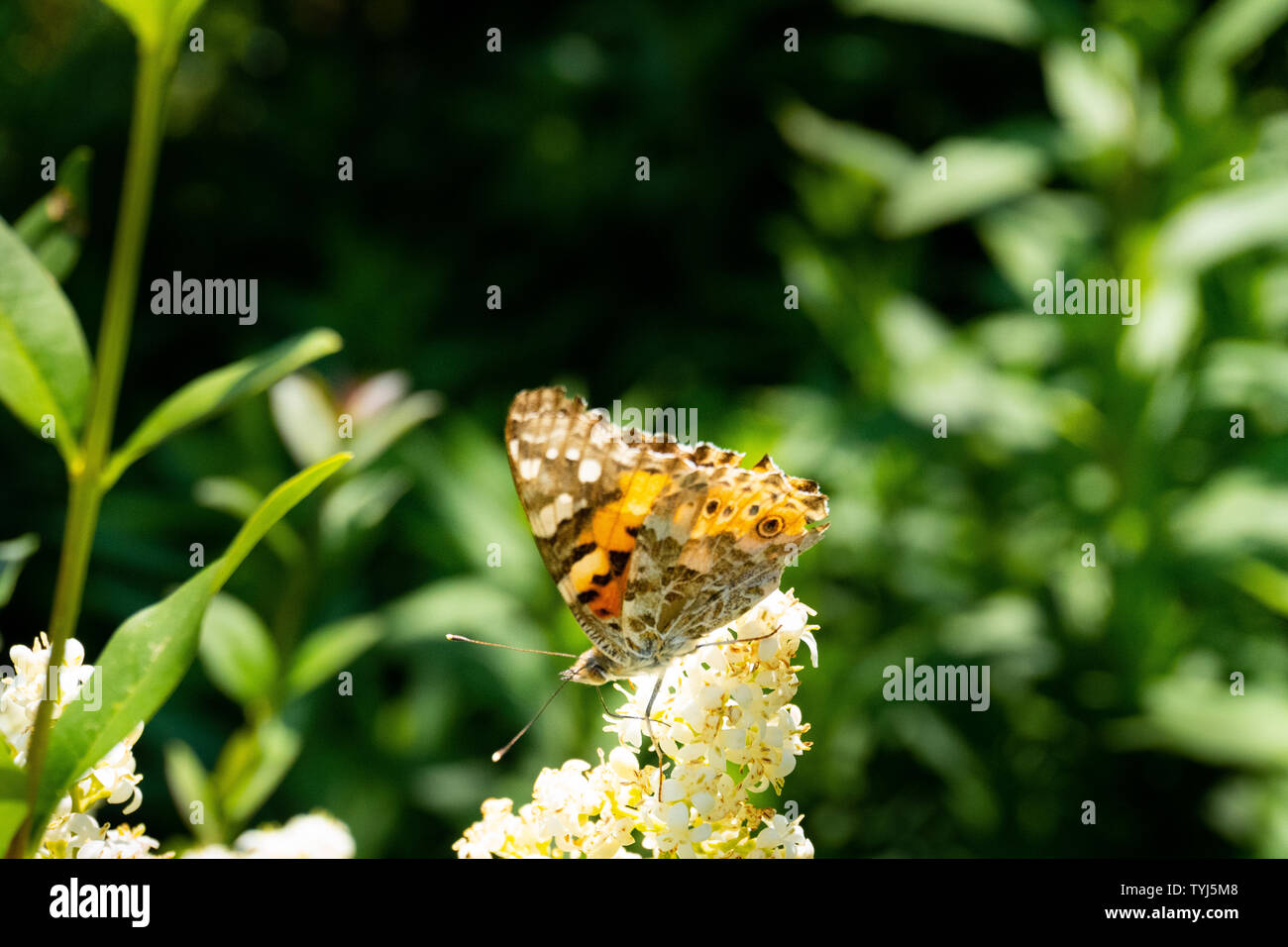Nahaufnahme von einer detaillierten und bunten Schmetterling auf einer Blüte, die im Sonnenlicht - bunte Makro in der Natur Stockfoto