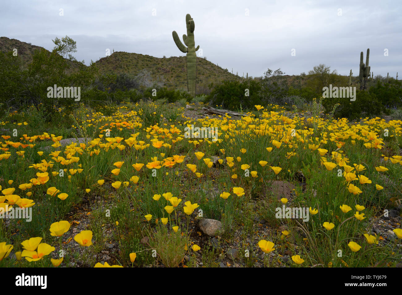 Mexikanische Gold Mohnblumen, Sonoran Desert National Monument, Arizona, USA. Stockfoto