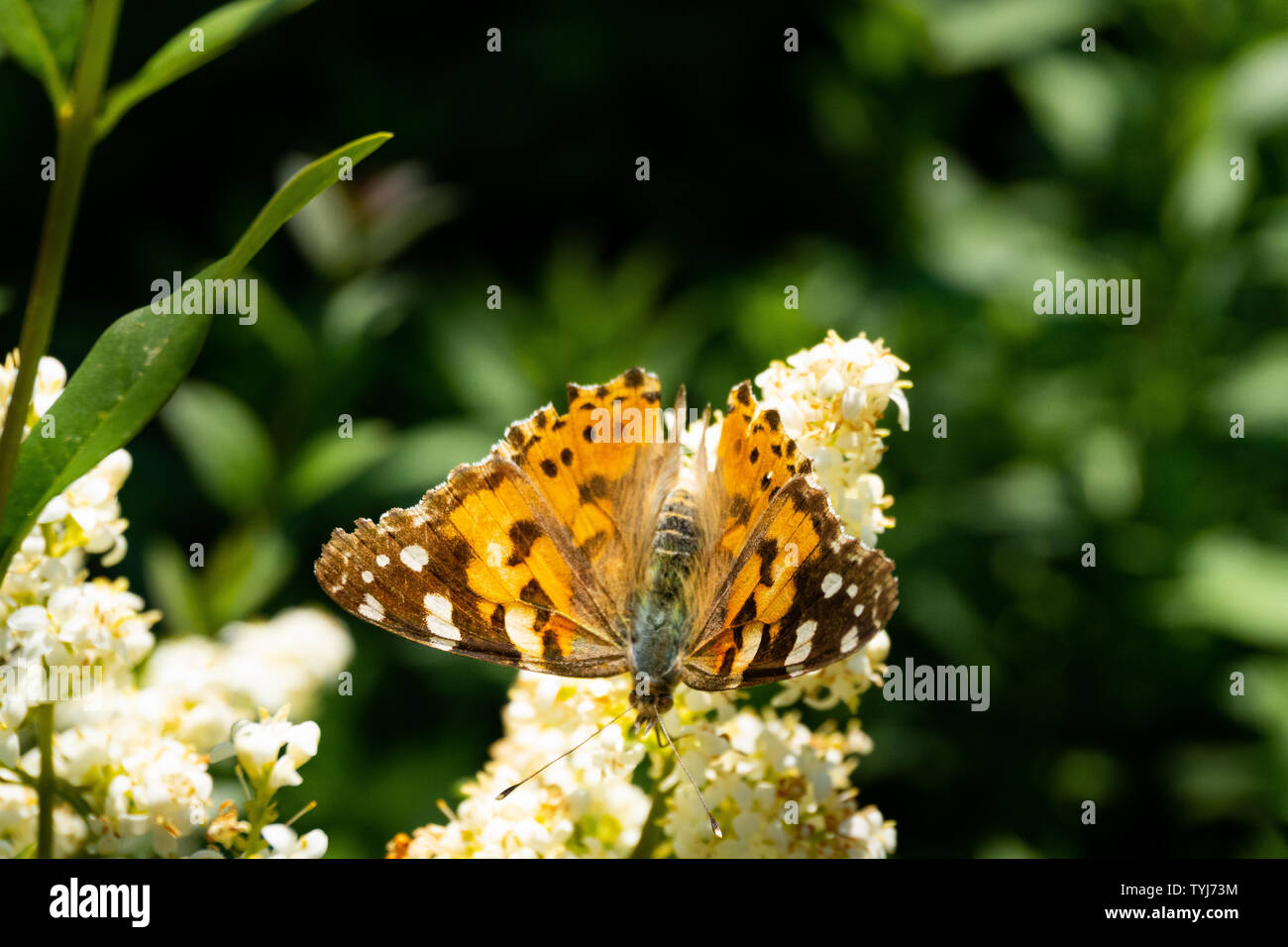 Nahaufnahme von einer detaillierten und bunten Schmetterling auf einer Blüte, die im Sonnenlicht - bunte Makro in der Natur Stockfoto