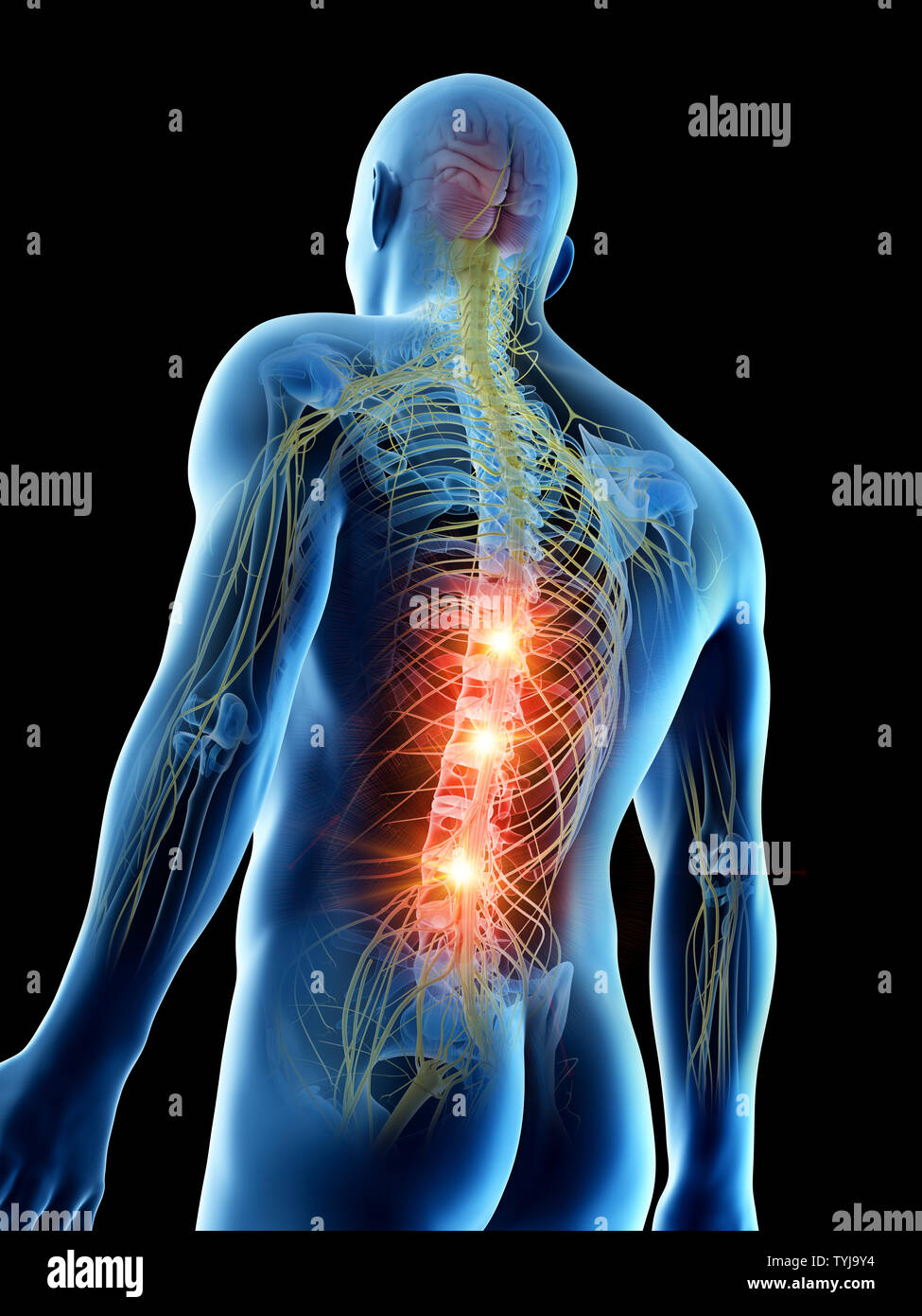 Mann anatomie innere organe rücken -Fotos und -Bildmaterial in hoher ...