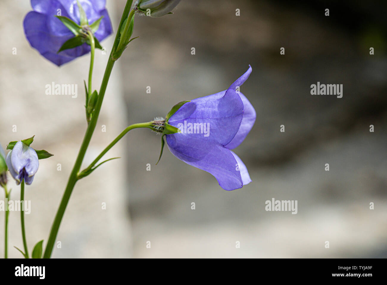 Gemeine Harebell (Campanula rotundifolia) Stockfoto