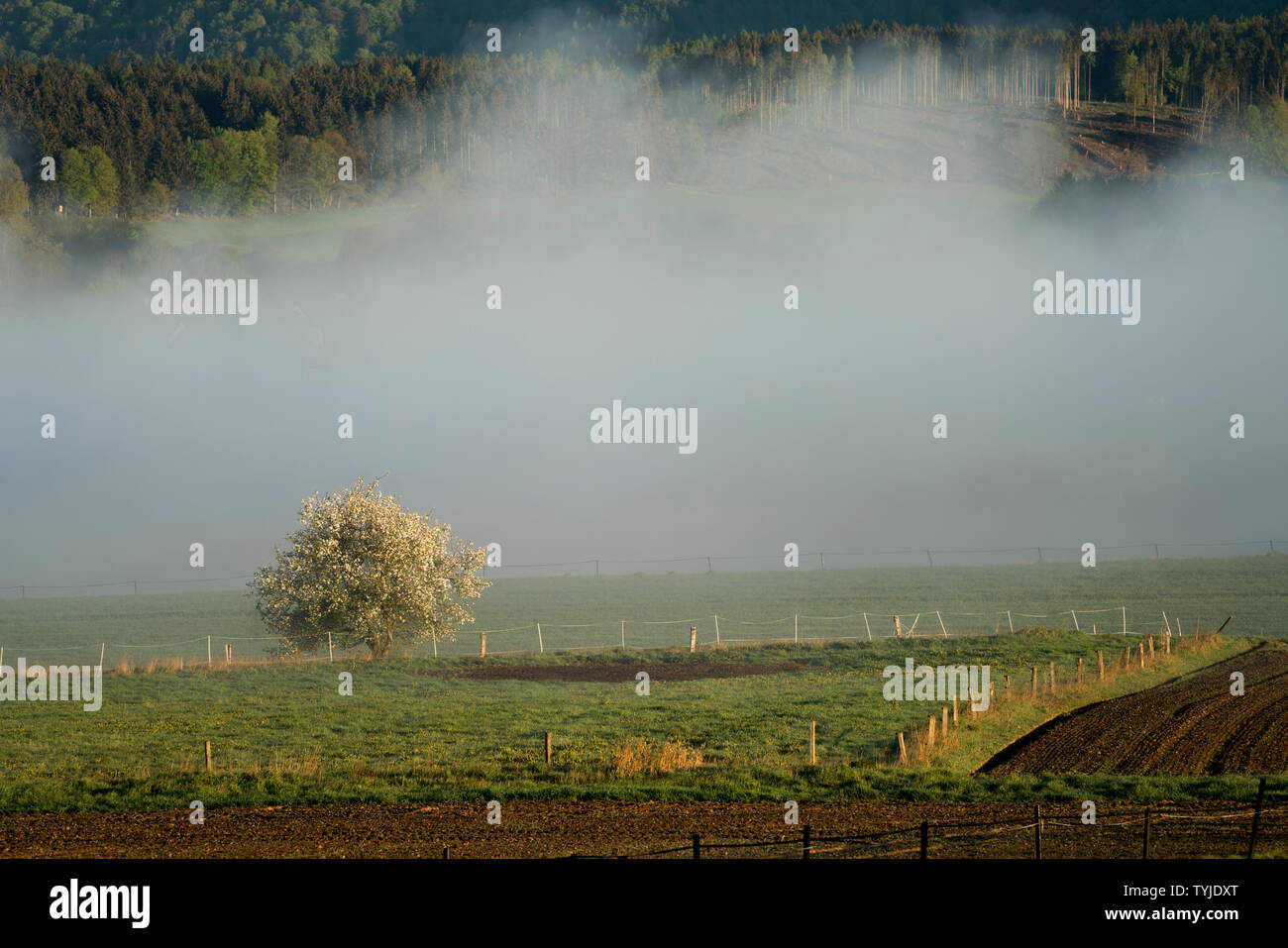 Neblige Landschaft, in der Nähe von Oberweser, Weserbergland, Nordrhein-Westfalen, Hessen, Deutschland Stockfoto