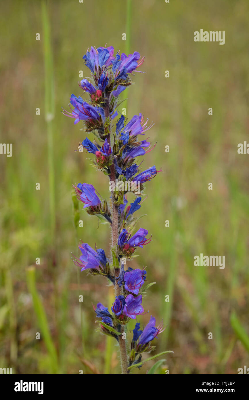 Vipers Bugloss Natternkopf (Vulgaris) Stockfoto