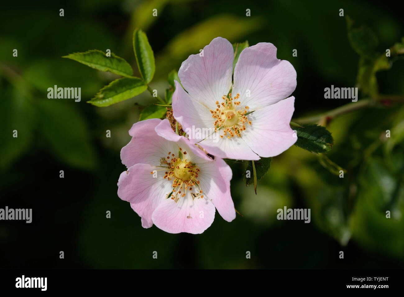 Hundsrose (Rosa Canina) Stockfoto