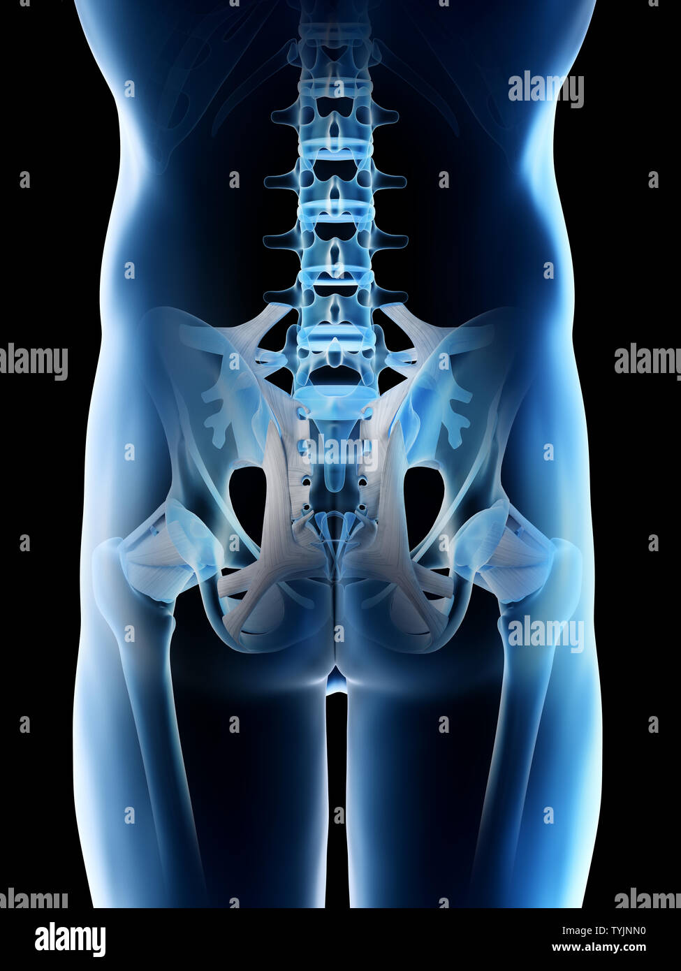 3D-Darstellung eines mans Skelett hip Stockfoto