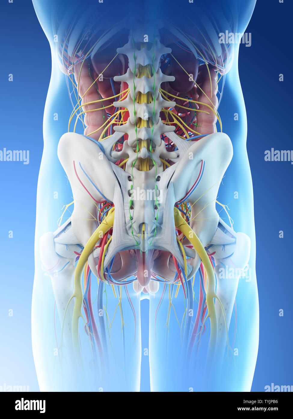 3D-Darstellung eines mans Anatomie des Beckens Stockfoto