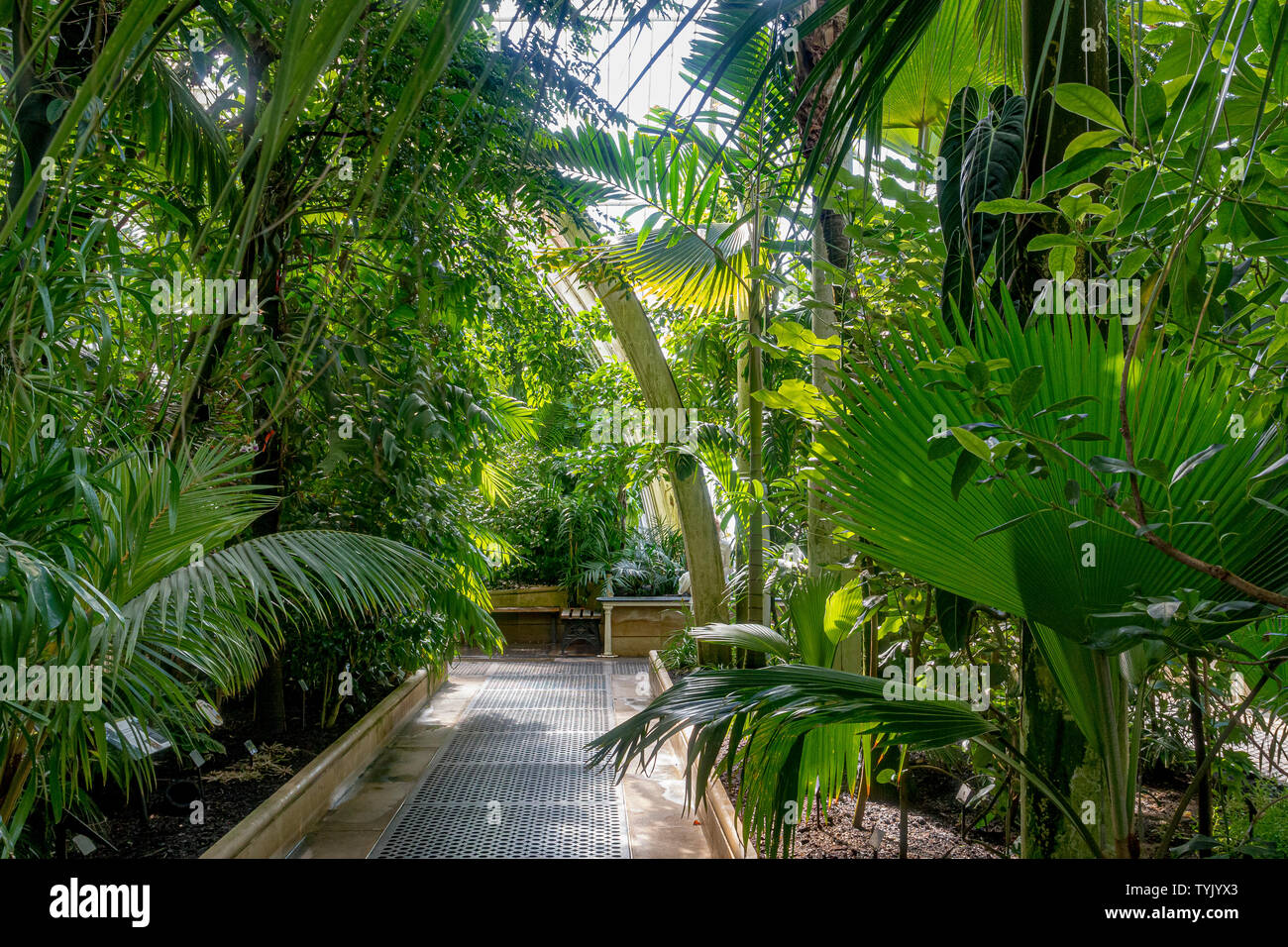 Tropische Pflanzen in der Temperatur gesteuert Innere des Palmenhauses Im Royal Botanic Gardens, Kew, London Stockfoto